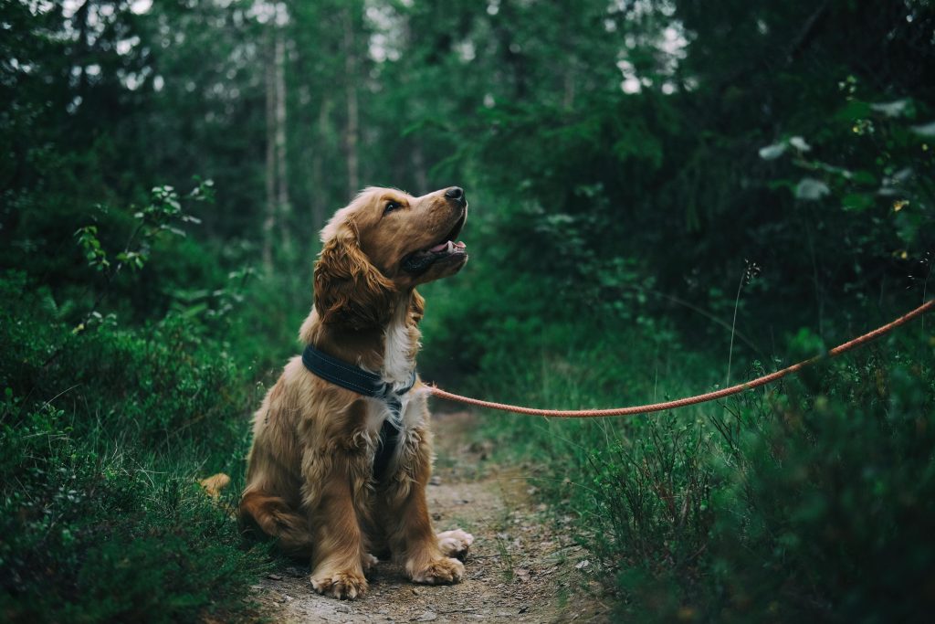 Dog in a forrest