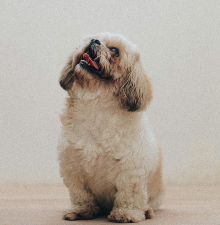 Dog looking up